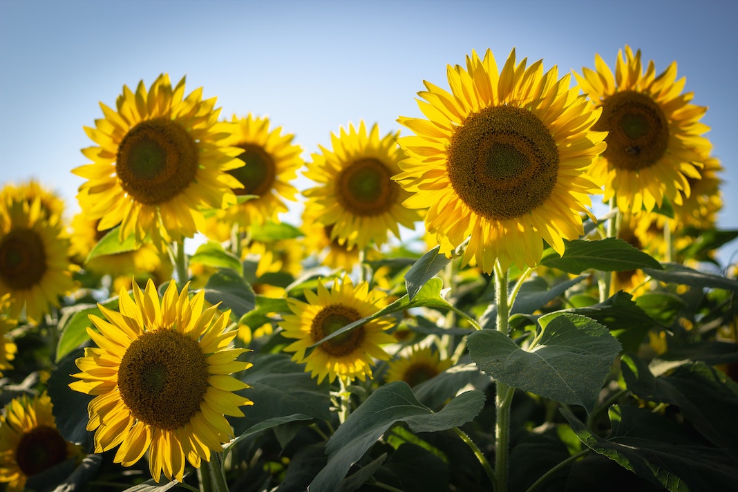 blooming sunflower fields