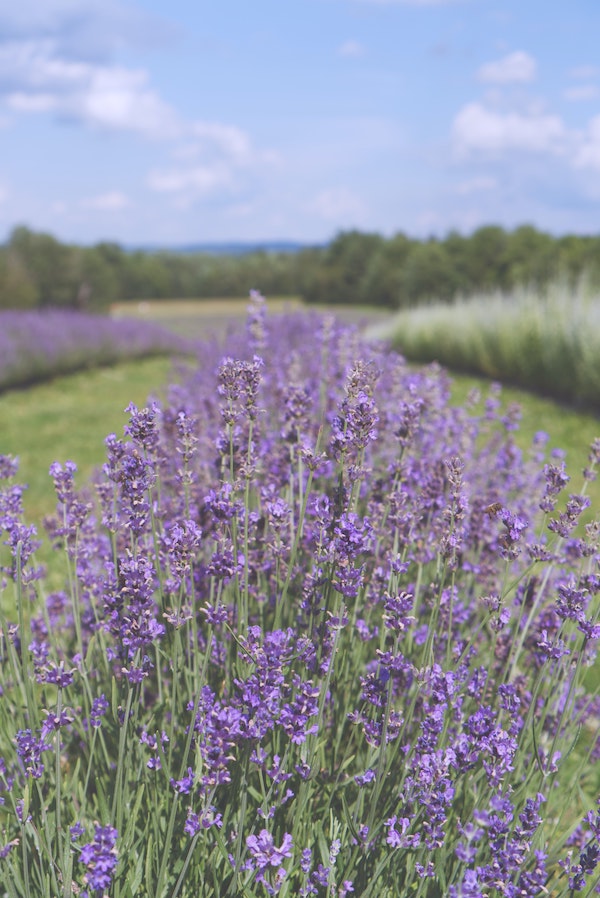 lavender flower fields