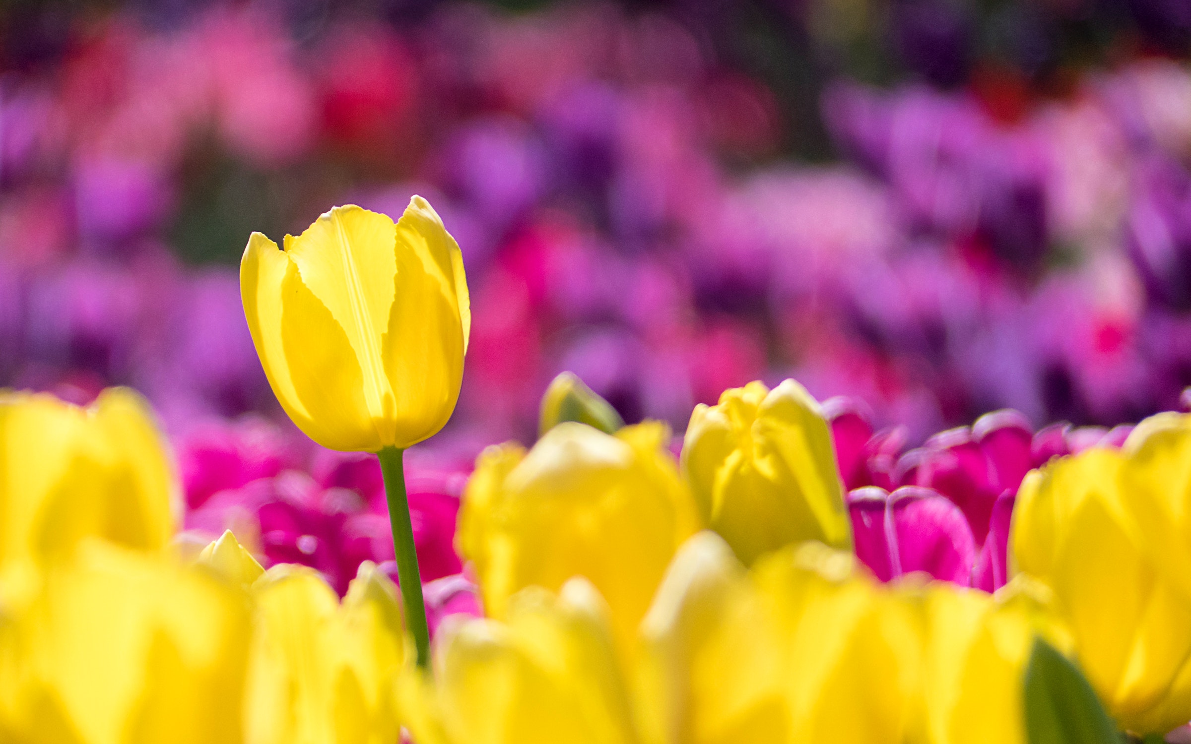 tulip farm field. washington state