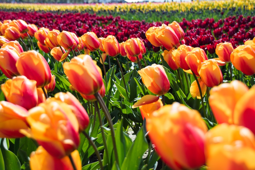 tulip festival skagit washington