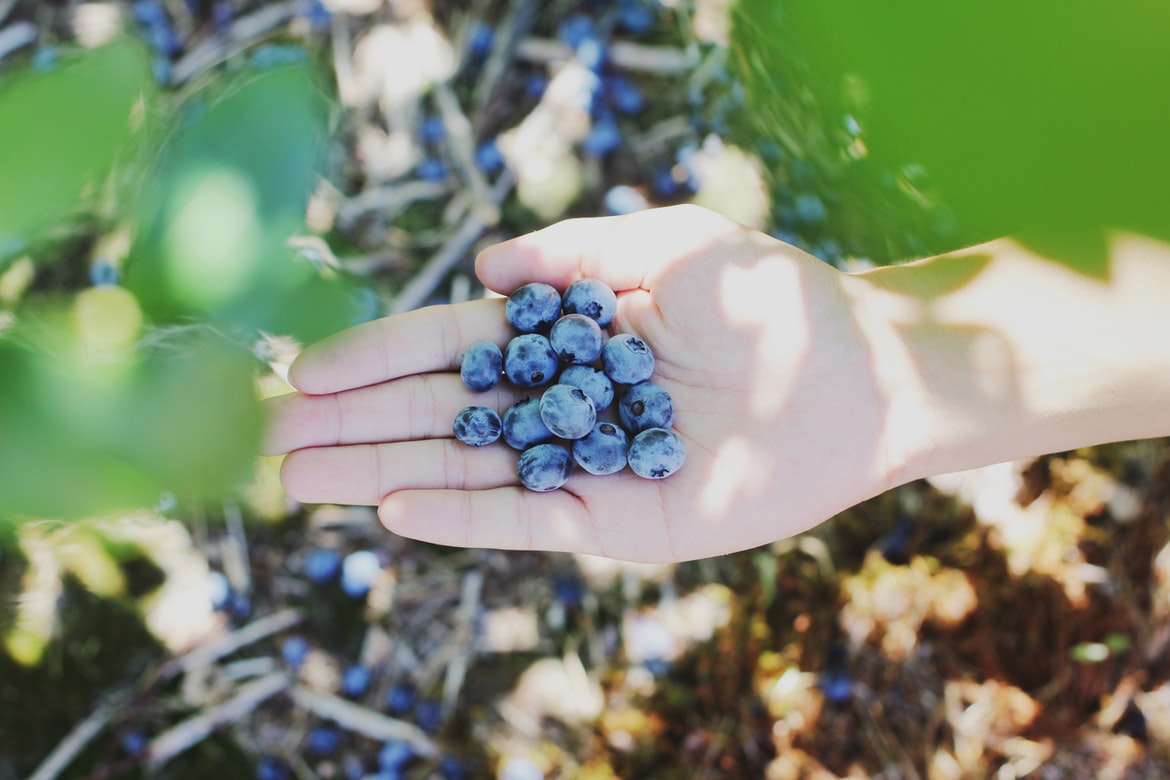 Close-up of a hand holding blueberries