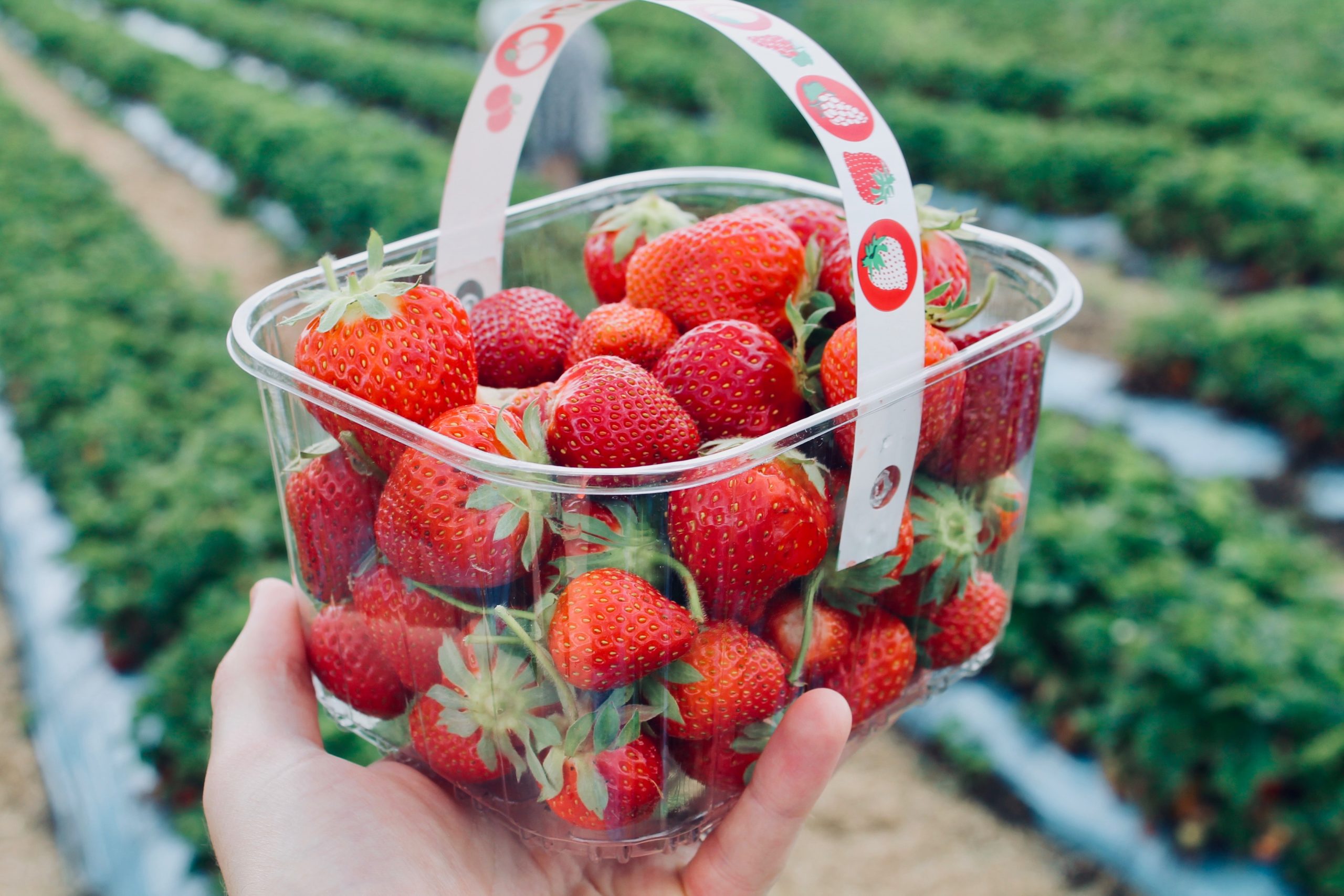 Close-up of a hand holding a container of strawberries on a u-pick strawberry farm