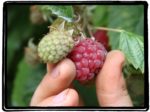 Haugen’s Raspberry Farm Haugen’s Raspberry Farm