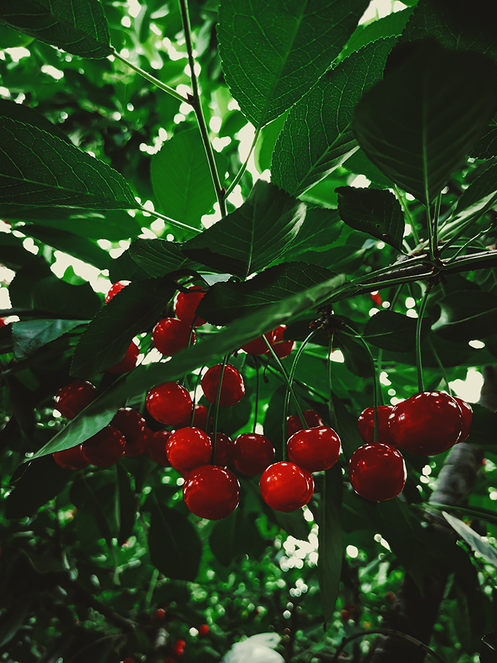 cherries about to be picked